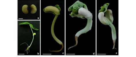 Cowpea seed germination. Cowpea seeds (a); Seedling germinated on MSB 5... | Download Scientific ...