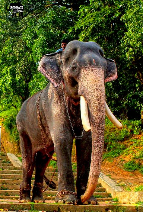 Top Ten Famous Elephants in Kerala