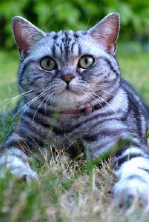 36 Tabby Cat Fur Patterns Photos – See more ideas about pets, cute animals, animals.