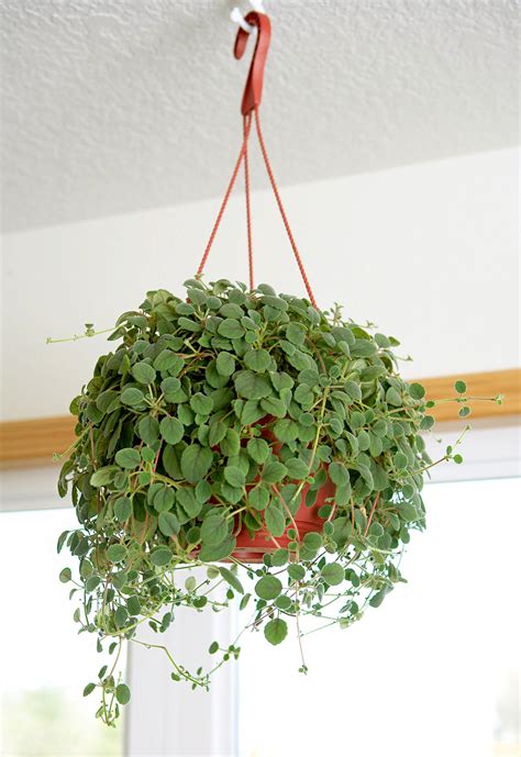 15 Pet-Friendly Houseplants That Add Life to Your Home Without the Worry | Flowering vines ...