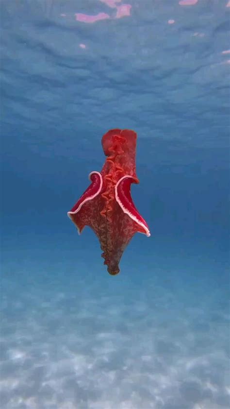 can't believe this is a fish. in 2023 | Ocean creatures, Beautiful sea creatures, Deep sea creatures