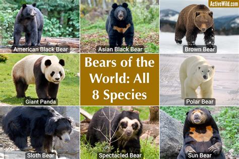 Types Of Bears - Pictures & Facts On All Eight Bear Species