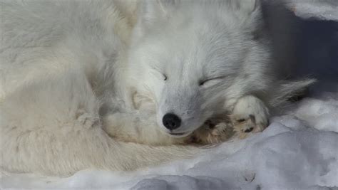 Arctic Fox Adult Lone Sleeping Winter Snow White Stock Footage Video 6486362 - Shutterstock