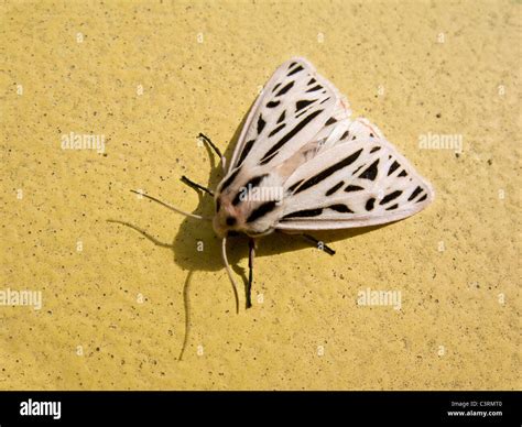 black and white moth on yellow surface Stock Photo - Alamy