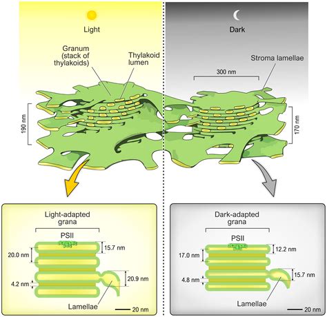 Frontiers | Thylakoid Lumen; from “proton bag” to photosynthetic ...