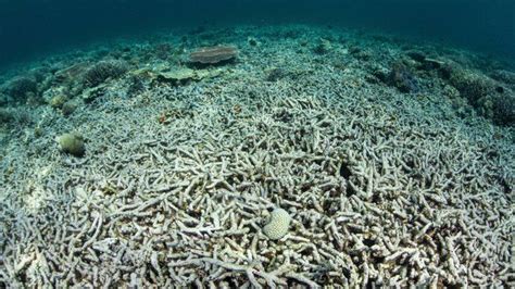 A dead coral reef in waters off Indonesia. | Ocean, Photo, Travel art