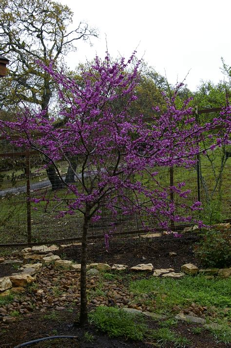 Texas Red Bud tree - Texas Hill Country Garden