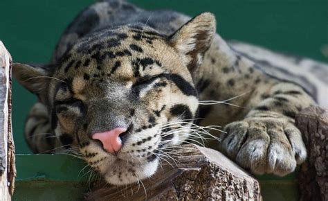 Clouded Leopard - A-Z Animals