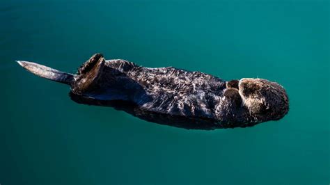 How sea otters can fight climate change - BBC Future