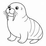Premium Vector  cartoon Cute walrus coloring Page For Kids sketch template
