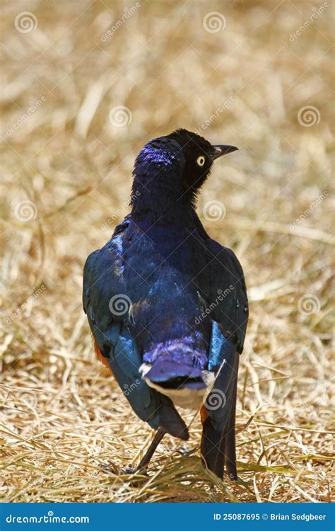 Superb Starling stock image. Image of lamprotornis, animalia - 25087695