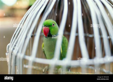 Indian Green Parrot In Cage