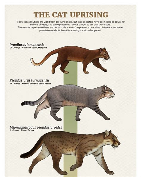 The Casual Paleoartist • Evolution Series: The Cat Uprising Today, cats... | Evolution | Extinct ...