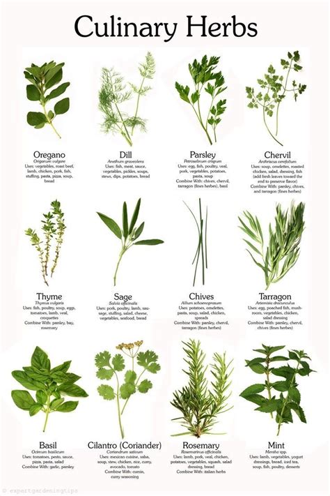 Common Cooking Herbs This is interesting. | Herbs, Planting herbs, Culinary herbs