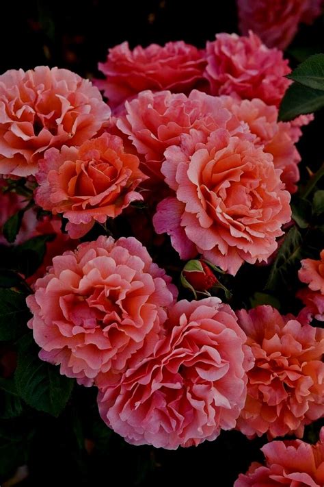 Floribunda Roses — Sunnyside Nursery