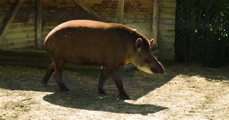 unique endangered animal called tapir is walking along the fence in his ...