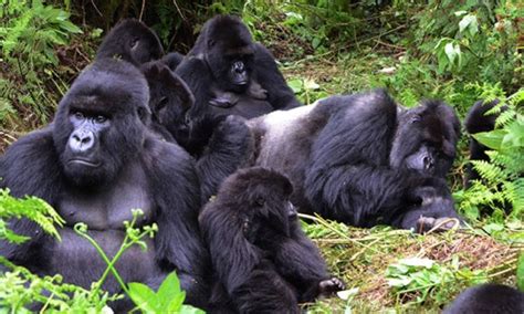 Gorilla Families in Rwanda | Rwanda Gorilla Tours | Gorilla Trekking Rwanda