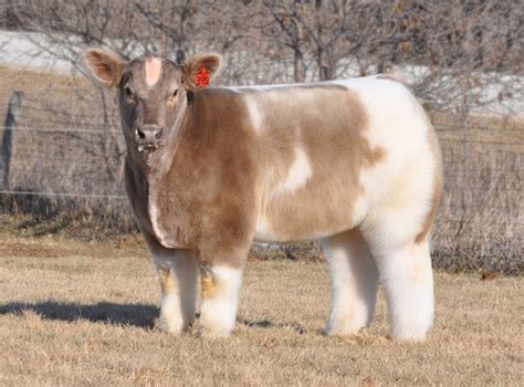 Fluffy Cows, Adorably Stylish Show Cattle With Luxurious Coats