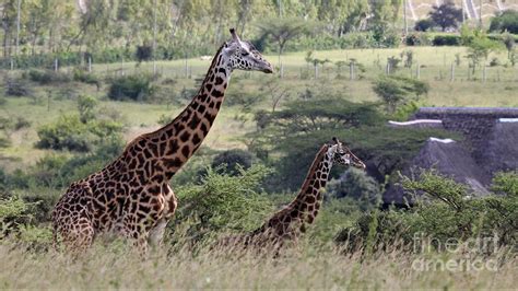 Giraffes in Kenya Photograph by Don Small Jr - Pixels