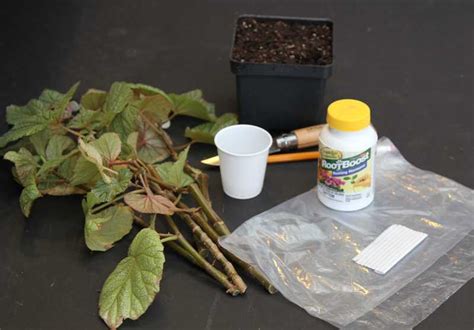 How To Use Rooting Hormone Powder To Root Plants From Cuttings