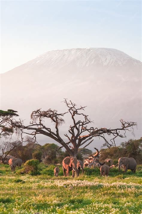 Premium Photo | View of Kilimanjaro Mountain with elephants