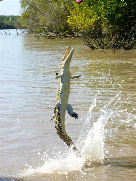 A Must For Wildlife Lovers: Jumping Crocodile Cruise - Australian Traveller