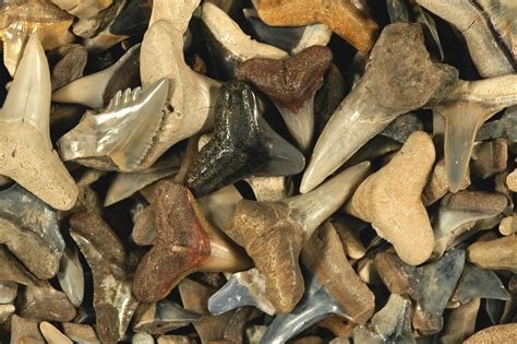 Are shark teeth fossils true fossils? – Research News