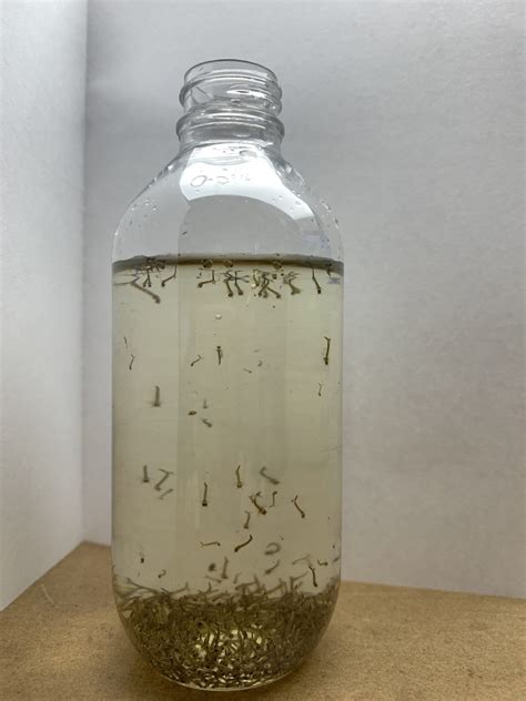 Live Mosquito Larvae [Buy Online]