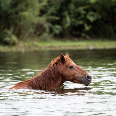 Can Horses Swim? How to Swim with a Horse | LearningHorses.com