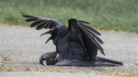 Ne'crow'philia: Why crows sometimes fornicate with the dead | CBC Radio