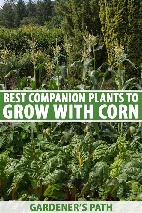 Best Companion Plants To Grow With Corn - assurance-pret-prevoir