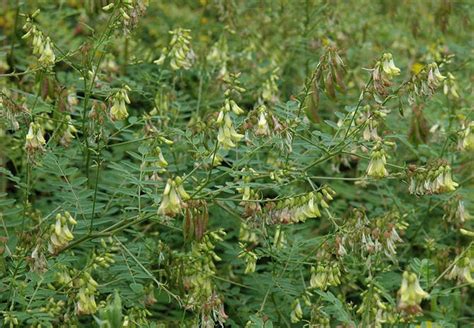 Astragalus Immune Boosting Tea - Meadowsweet