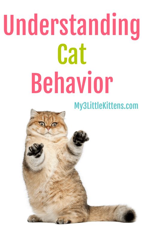 Understanding Cat Behavior Explained - My 3 Little Kittens