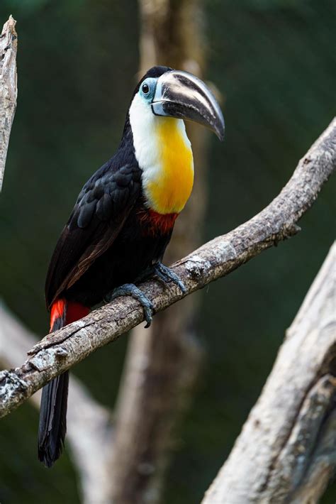 Channel billed toucan 9711272 Stock Photo at Vecteezy