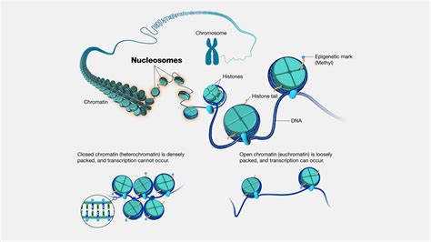 Nucleosome Histone Chromatin