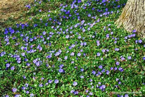 Periwinkle ground cover for hard to mow areas | Periwinkle ground cover ...