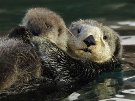 Sea Otters Can Boost Tourism, But May Interfere With Native Food Supplies : NPR