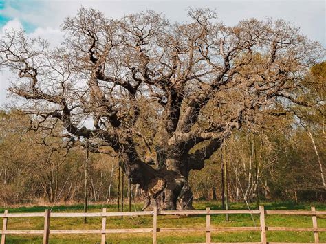 The Major Oak Sherwood Forest Facts - The Ultimate Guide