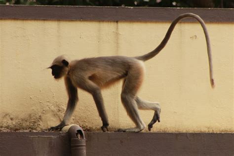 Life at Dharwad: Hanuman Langurs