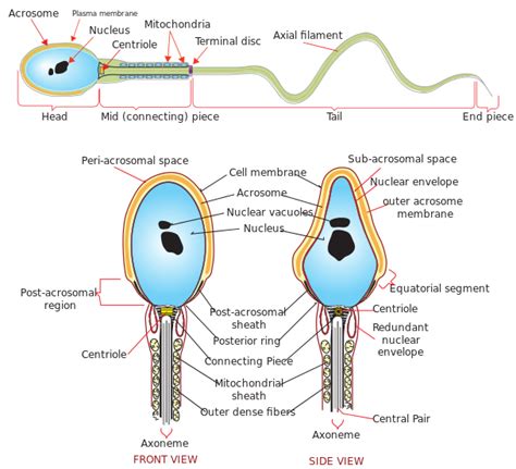 Difference Between Male and Female Gametes | Compare the Difference Between Similar Terms