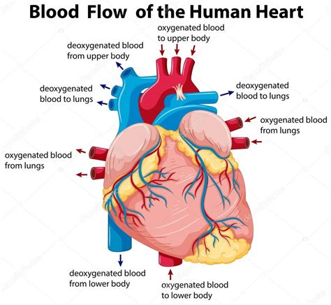 El Corazón Partes Y Funciones Para Niños Human Heart Diagram Heart ...