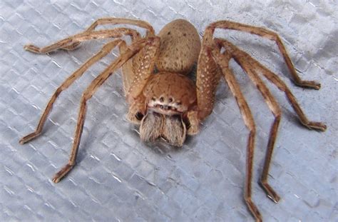 7 Most Terrifying African Spiders You've Probably Never Seen