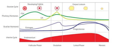 Your Fertility Cycle