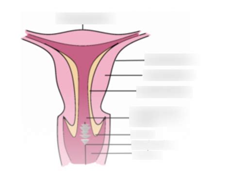 Uterus Layers Diagram | Quizlet