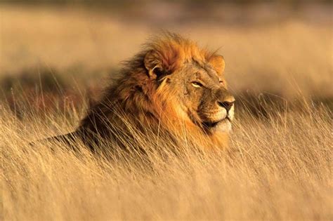 Lion - Reproduction, Life Cycle | Britannica