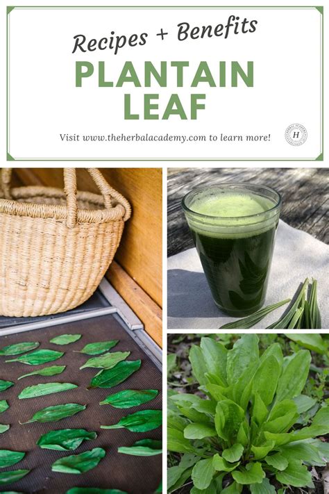 Plantain Leaf Benefits and Recipes – Herbal Academy