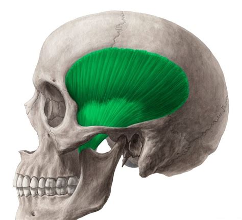 Muscle of the Day: Temporalis — Experience Physical Therapy - Buffalo ...