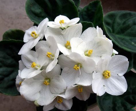 flowers for flower lovers.: White African Violet Grow Healthy African Violets.