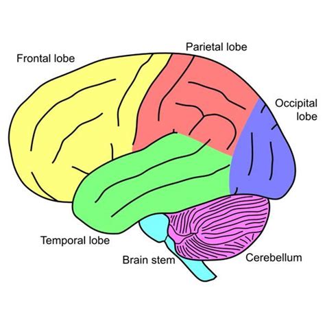 Lesson Plan: Basic Brain Anatomy For Elementary School ...