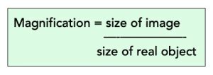 Magnification and Resolution (A-level Biology) - Study Mind